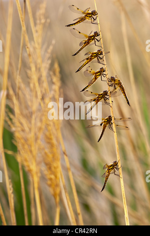 Acht vier entdeckt Verfolger, vier entdeckt Skimmer (Libellula Quadrimaculata) gehockt Reed, Illmitz, Neusiedler See, Österreich Stockfoto