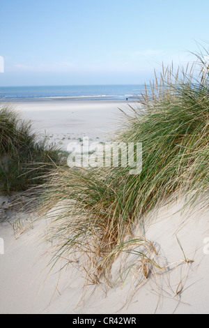 Dünen mit Dünengebieten Grass auf den Strand, Nationalpark Duinen van Texel, Texel, Nordholland, Niederlande, Europa Stockfoto