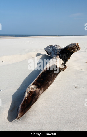 Gestrandet alten Baumstamm am Strand, Nationalpark Duinen van Texel, Texel, Nordholland, Niederlande, Europa Stockfoto