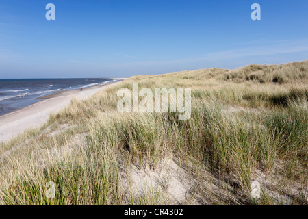 Dünen mit Dünengebieten Grass auf den Strand, Nationalpark Duinen van Texel, Texel, Nordholland, Niederlande, Europa Stockfoto