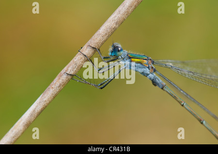 Emerald Damselfly thront auf ein Rohr von einem Heide-Teich bei RSPB Arne Stockfoto