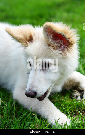 Weiße Schäferhund Welpen, laufen und spielen in einem Feld Stockfoto