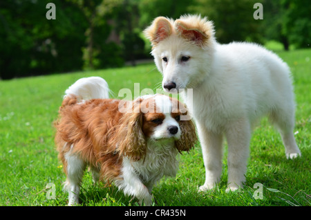 Weiße Schäferhund Welpen mit König Karl im park Stockfoto