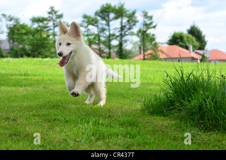 Weiße Schäferhund Welpen laufen und hüpfen auf Gras im Sommer, mit Bäumen im Hintergrund Spaß Stockfoto