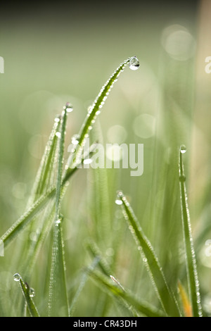 Morgentau auf Rasen, Eyachtal Tal, Nordschwarzwald, Baden-Württemberg, Deutschland, Europa Stockfoto