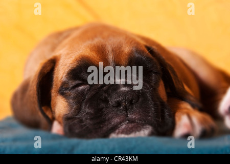 Boxer Welpen schlafen Stockfoto