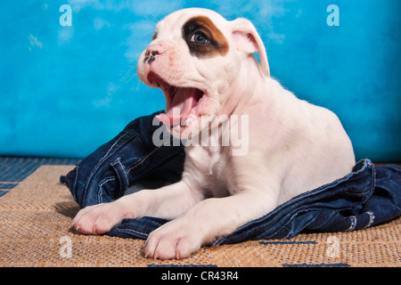 Boxer Welpen Gähnen und liegen auf einem Paar jeans Stockfoto