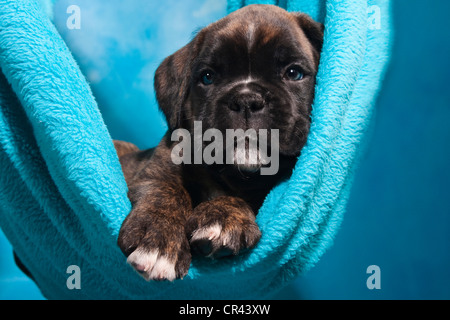 Boxer Welpen bequem liegend, in eine Decke Stockfoto