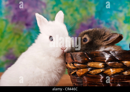 Zwei junge Zwerg Kaninchen, einer in einem Korb Stockfoto