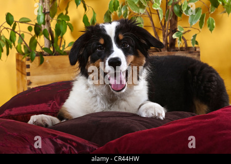 Australian Shepherd Welpen auf Kissen liegend Stockfoto