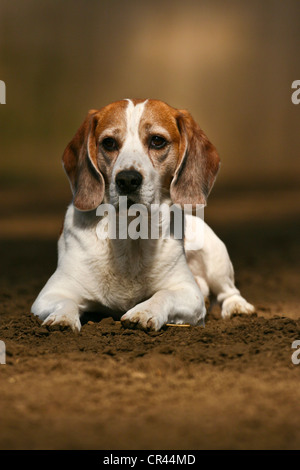 Beagle liegend Stockfoto