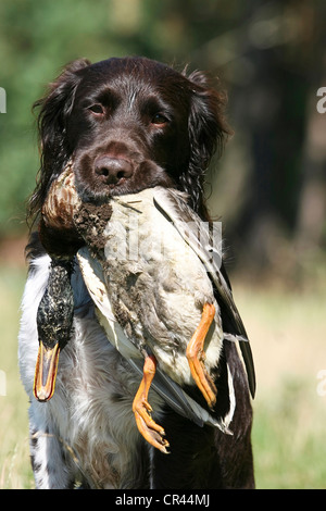 Kleines Munsterlander Abrufen einer Ente Stockfoto