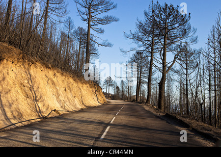 Frankreich, Corse du Sud Petreto, Wald verbrannt durch einen Brand im Juli 2009 Stockfoto