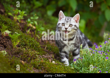 Kleine Silber Tabby Britisch Kurzhaar Kätzchen im Garten Stockfoto