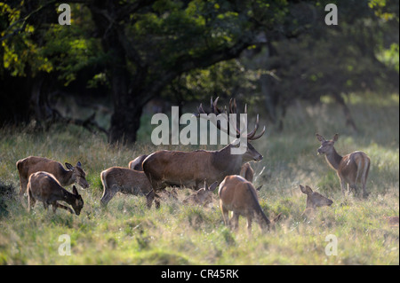 Rothirsch (Cervus Elaphus), dominante Hirsch mit Harem oder eine Gruppe von Hinds, Klampenborg, Kopenhagen, Dänemark, Skandinavien, Europa Stockfoto