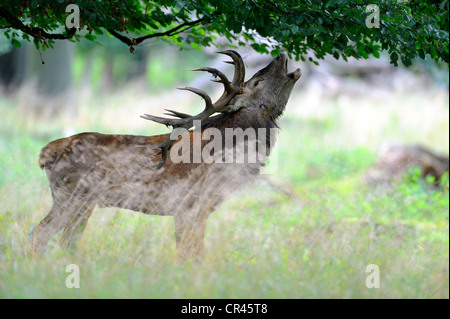 Rothirsch (Cervus Elaphus) hallten Hirsch in der Brunft Klampenborg, Kopenhagen, Dänemark, Skandinavien, Europa Stockfoto