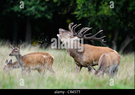 Rothirsch (Cervus Elaphus), dominante Hirsch mit Harem oder eine Gruppe von Hinds, Klampenborg, Kopenhagen, Dänemark, Skandinavien, Europa Stockfoto