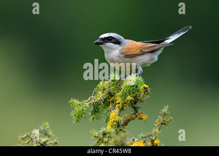 Neuntöter (Lanius Collurio), männliche thront auf einem Zweig, schwäbische Alpen-Biosphären-Reservat, ein UNESCO-Biosphärenreservat Stockfoto