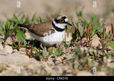 Flussregenpfeifer (Charadrius Dubius), in seinem Nest von Eiern, Lechauen, Feuchtgebieten des Lech-Flusses, Swabia Region Bayern Stockfoto