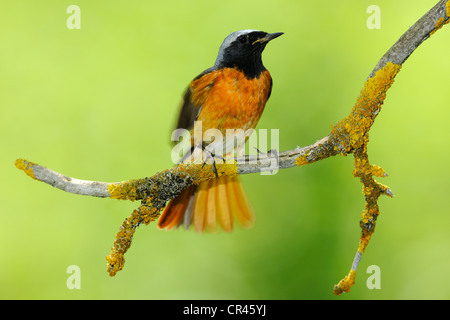 Gartenrotschwanz (Phoenicurus Phoenicurus), männliche thront auf einem Zweig, schwäbische Alpen-Biosphären-Reservat, ein UNESCO-Biosphärenreservat Stockfoto