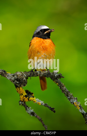 Gartenrotschwanz (Phoenicurus Phoenicurus), männliche thront auf einem Zweig, schwäbische Alpen-Biosphären-Reservat, ein UNESCO-Biosphärenreservat Stockfoto