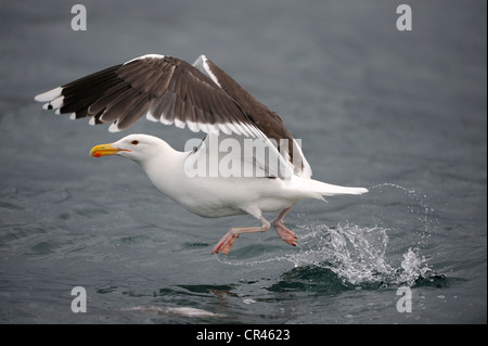 Große Black-backed Gull (Larus Marinus), beginnend, Flatanger, Nordtrondelag, Norwegen, Skandinavien, Europa Stockfoto