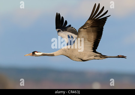 Gemeinsame oder eurasischer Kranich (Grus Grus), im Flug, Hornborgasee, Hornborgasjoen, Vaestergoetland, Schweden, Skandinavien, Europa Stockfoto