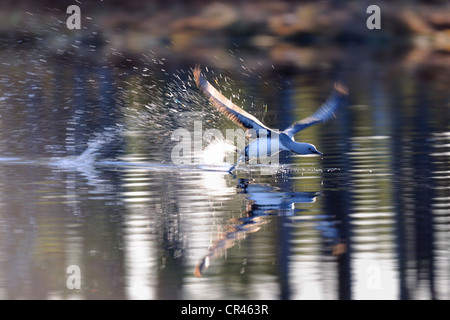 Red-throated Loon oder Sterntaucher (Gavia Stellata), ausziehen, Dalarna, Schweden, Skandinavien, Europa Stockfoto