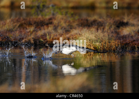 Red-throated Loon oder Sterntaucher (Gavia Stellata), ausziehen, Dalarna, Schweden, Skandinavien, Europa Stockfoto