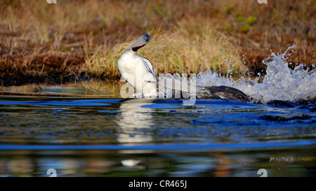 Red-throated Loon oder Sterntaucher (Gavia Stellata), territorialen kämpfen, Dalarna, Schweden, Skandinavien, Europa Stockfoto