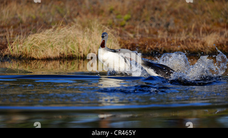 Red-throated Loon oder Sterntaucher (Gavia Stellata), territorialen kämpfen, Dalarna, Schweden, Skandinavien, Europa Stockfoto