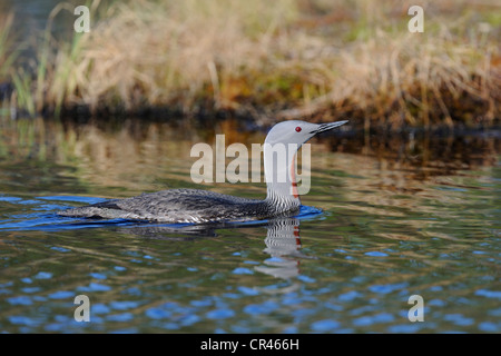 Red-throated Loon oder Sterntaucher (Gavia Stellata), Dalarna, Schweden, Skandinavien, Europa Stockfoto