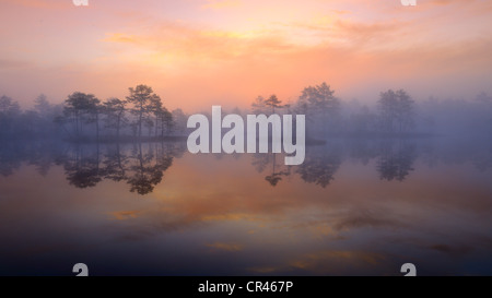 Am frühen Morgen, Morgendämmerung, im Sumpf, Dalarna, Schweden, Skandinavien, Europa Stockfoto