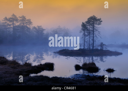 Am frühen Morgen, Morgendämmerung, im Sumpf, Dalarna, Schweden, Skandinavien, Europa Stockfoto