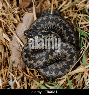 Gemeinsamen europäischen Addierer oder gemeinsamen europäischen Viper (Vipera Berus), Hornborgasjoen See, Vaestergoetland, Schweden, Skandinavien, Europa Stockfoto