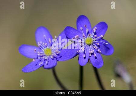 Gemeinsamen Leberblümchen oder Lebermoos (Anemone Hepatica), Hornborgasjoen See, Vaestergoetland, Schweden, Skandinavien, Europa Stockfoto