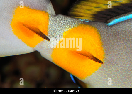 Stacheln des Orangespine Unicornfish-Naso Lituratus, Acanthuridae, Indo-Pazifischen Ozean angeschlossen Stockfoto