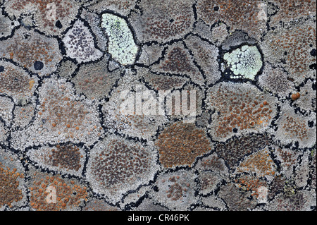 Crustose Flechten Muster auf Stein, Nord-Schweden, Skandinavien, Europa Stockfoto