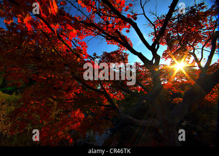 Sunset amongst the trees Stockfoto