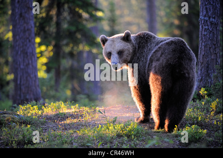 Braunbär (Ursus Arctos), erwachsenes Weibchen in Morgen Licht, Karelien, Finnland, Osteuropa Stockfoto