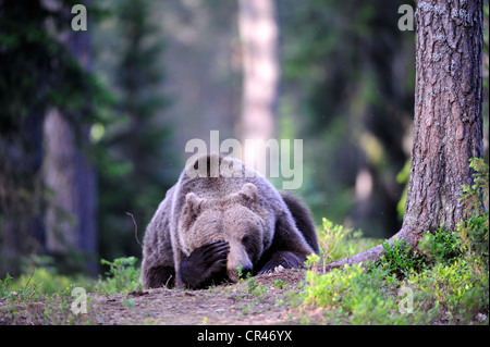 Braunbär (Ursus Arctos) Jungtier in einem Nadelwald, Karelien, Ost-Finnland, Finnland, Europa Stockfoto