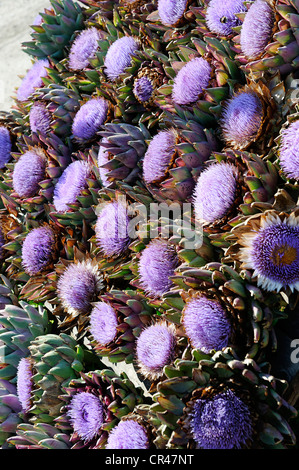 Artischocke (Cynara Cardunculus) Blumen Stockfoto