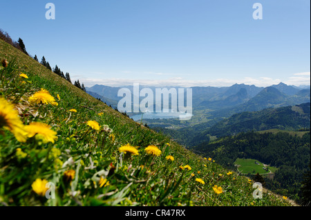 Blick vom Mt Zwölferhorn bei St. Gilgen Wolfgangsee See und Hoellengebirge massiv, Salzburger Land, Österreich, Europa Stockfoto