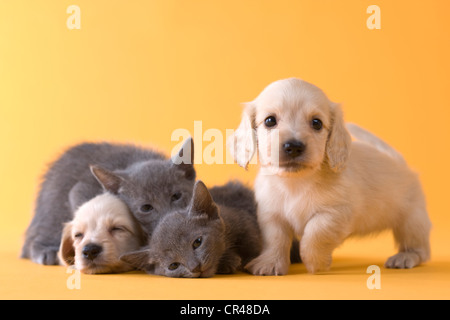 Zwei russische blaue Kätzchen und zwei Dackel Welpen Stockfoto