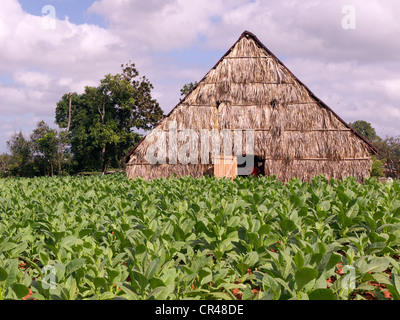 Tabakpflanzen im Tabakanbau Region mit einem trocknenden Haus in der weltberühmten Tabak Provinz von Pinar Del Rio, Kuba Stockfoto