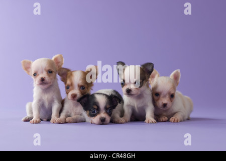 Fünf Chihuahua Welpen Stockfoto