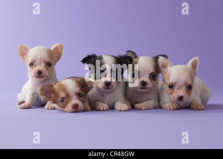 Fünf Chihuahua Welpen Stockfoto