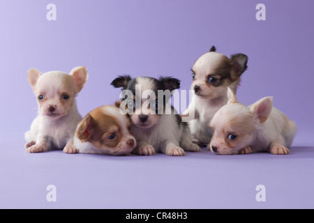 Fünf Chihuahua Welpen Stockfoto