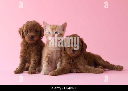 American Shorthair Kitten und zwei Toy Pudel Welpen Stockfoto