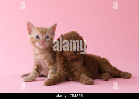 American Shorthair Kitten und Toy Pudel Welpen Stockfoto